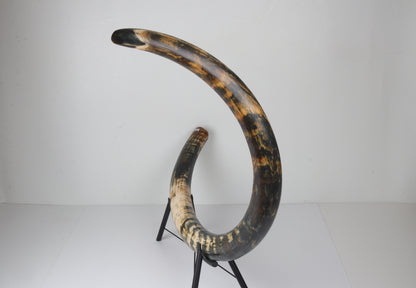 Restored Siberian Woolly Mammoth Tusk