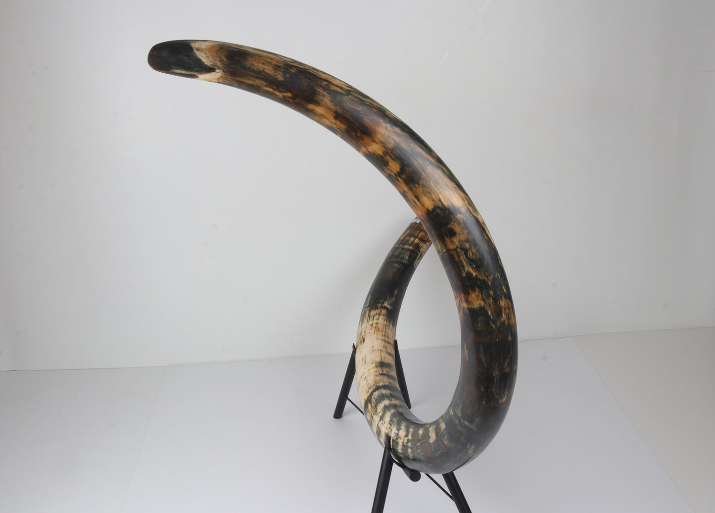 Restored Siberian Woolly Mammoth Tusk