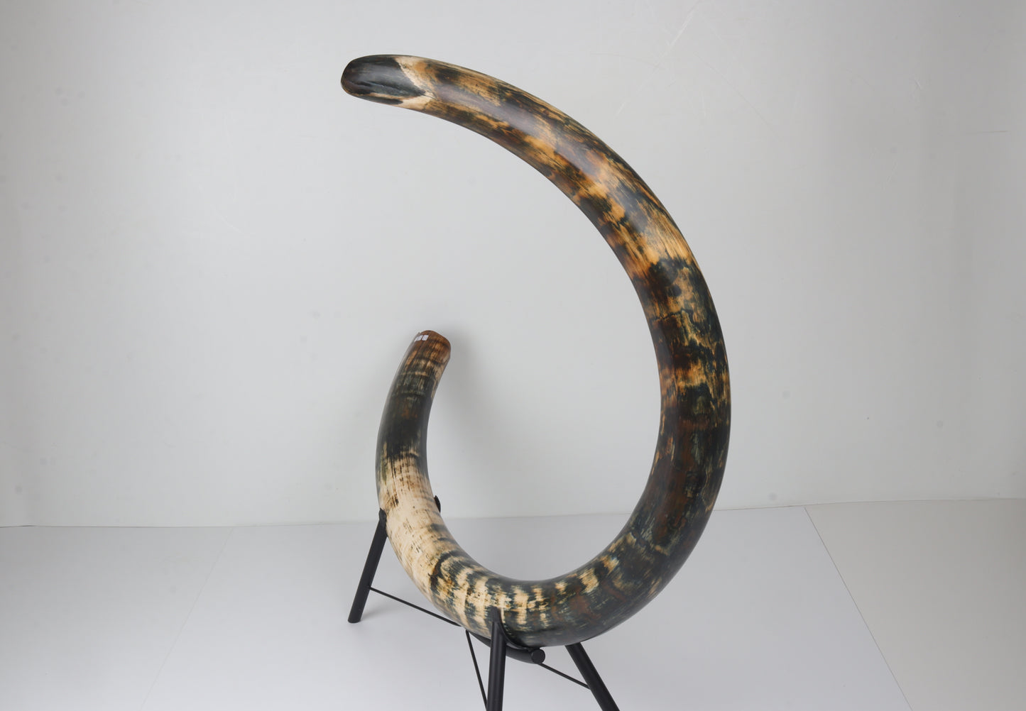 Restored Siberian Woolly Mammoth Tusk