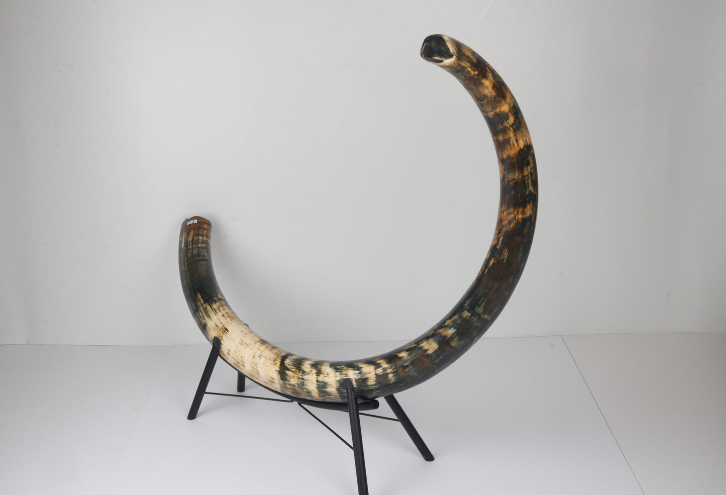 Restored Siberian Woolly Mammoth Tusk