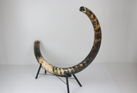Restored Siberian Woolly Mammoth Tusk