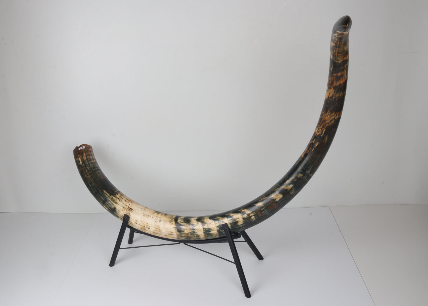 Restored Siberian Woolly Mammoth Tusk