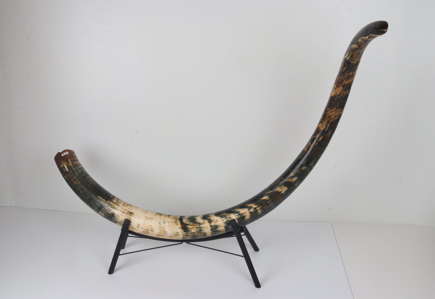 Restored Siberian Woolly Mammoth Tusk