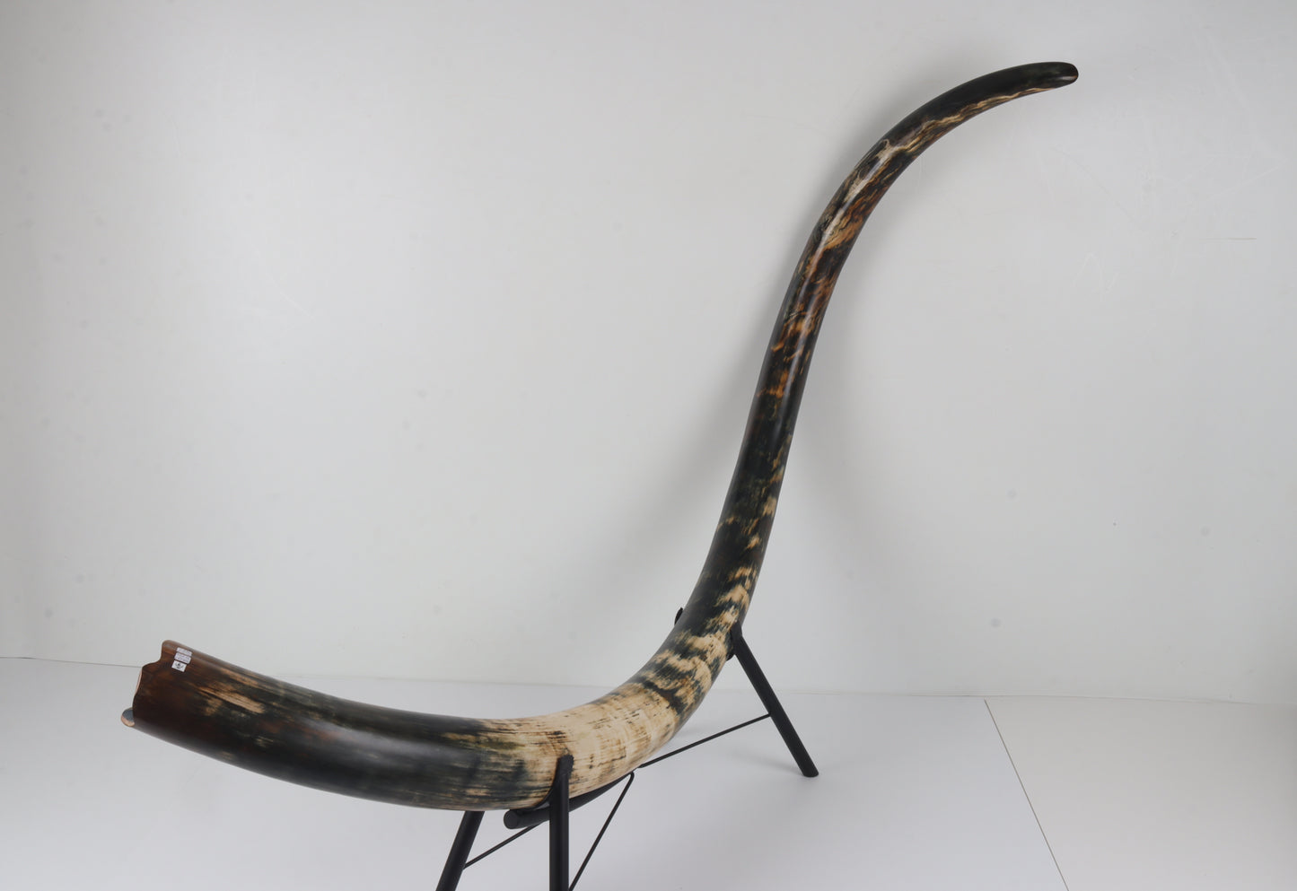 Restored Siberian Woolly Mammoth Tusk