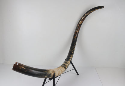 Restored Siberian Woolly Mammoth Tusk
