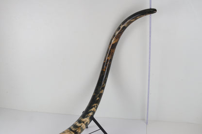 Restored Siberian Woolly Mammoth Tusk