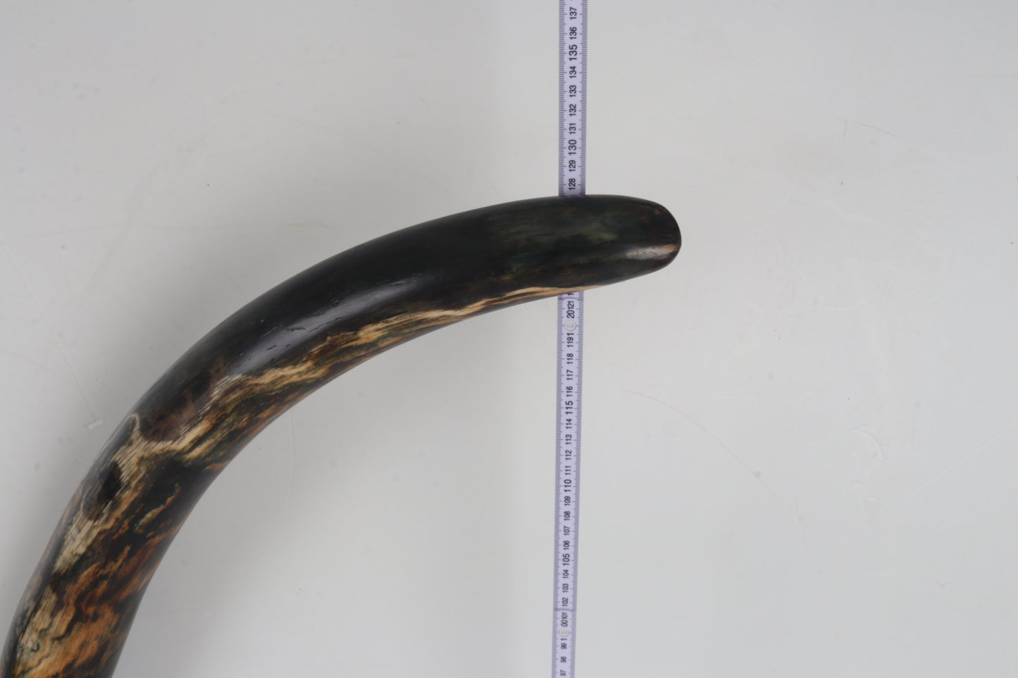 Restored Siberian Woolly Mammoth Tusk