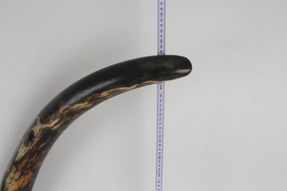 Restored Siberian Woolly Mammoth Tusk