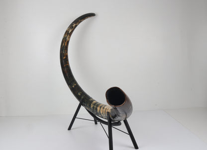 Restored Siberian Woolly Mammoth Tusk