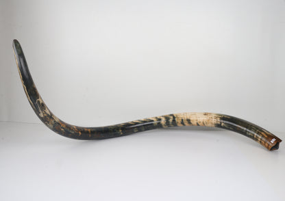 Restored Siberian Woolly Mammoth Tusk