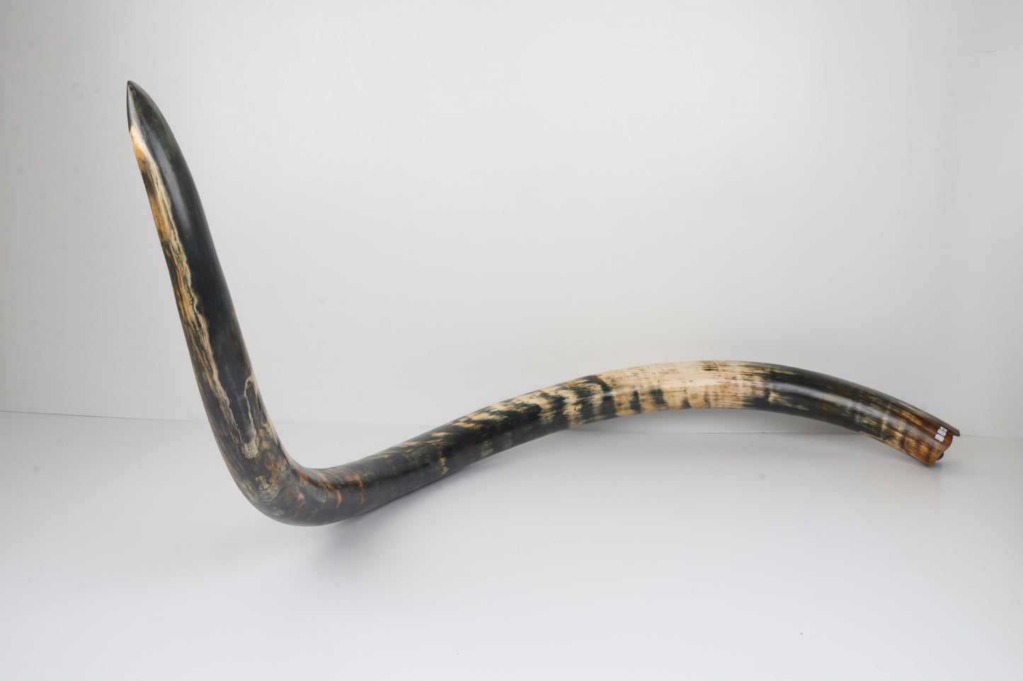 Restored Siberian Woolly Mammoth Tusk
