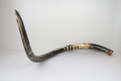 Restored Siberian Woolly Mammoth Tusk
