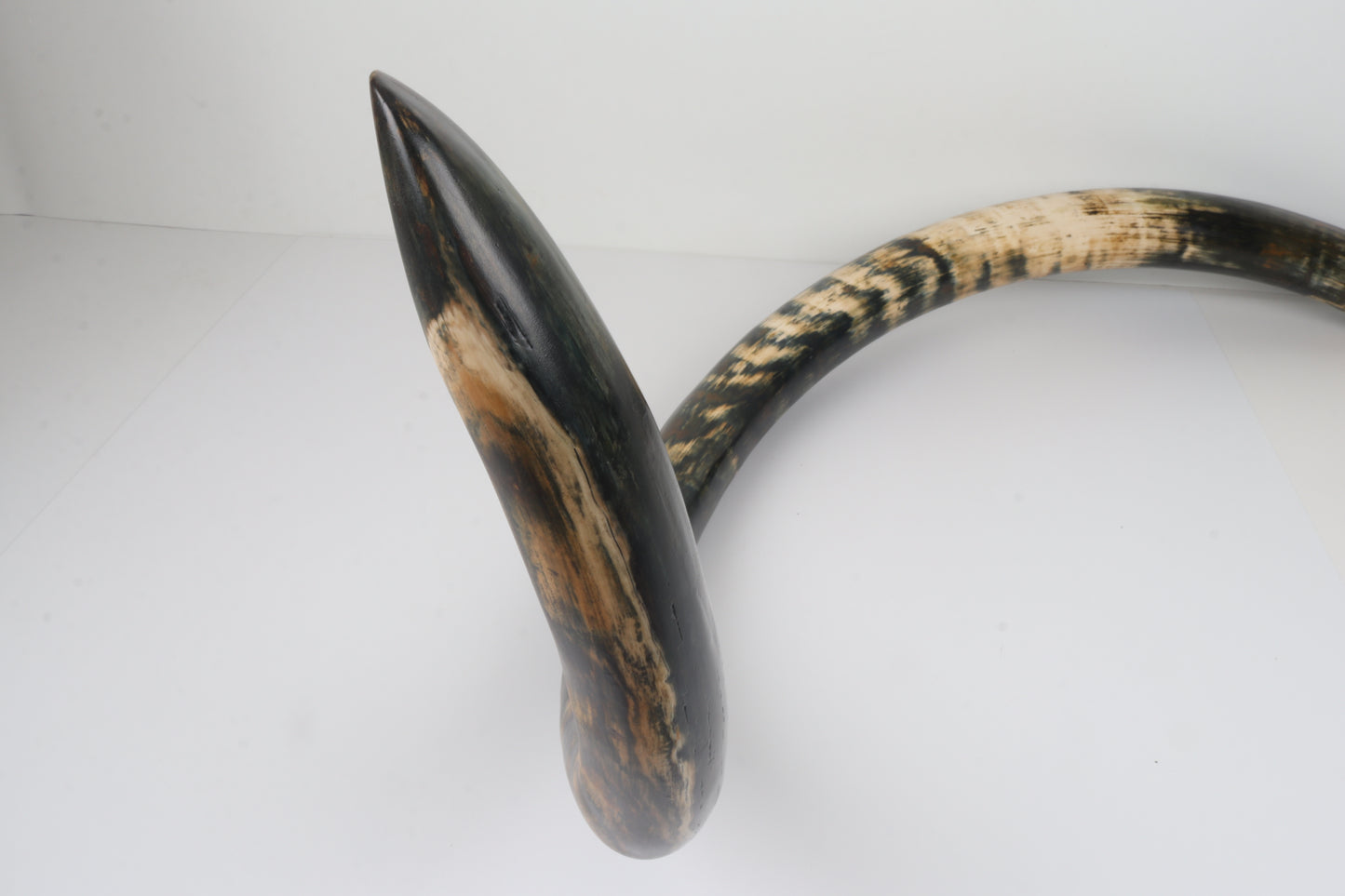 Restored Siberian Woolly Mammoth Tusk