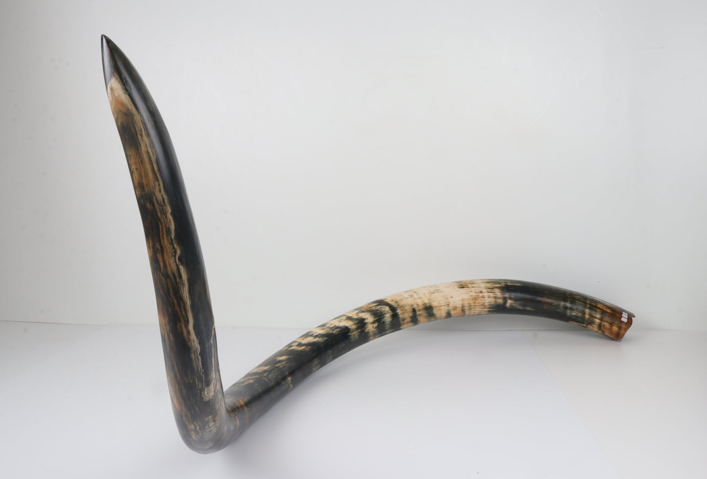 Restored Siberian Woolly Mammoth Tusk