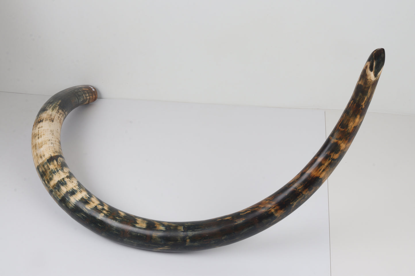 Restored Siberian Woolly Mammoth Tusk