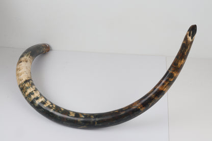Restored Siberian Woolly Mammoth Tusk