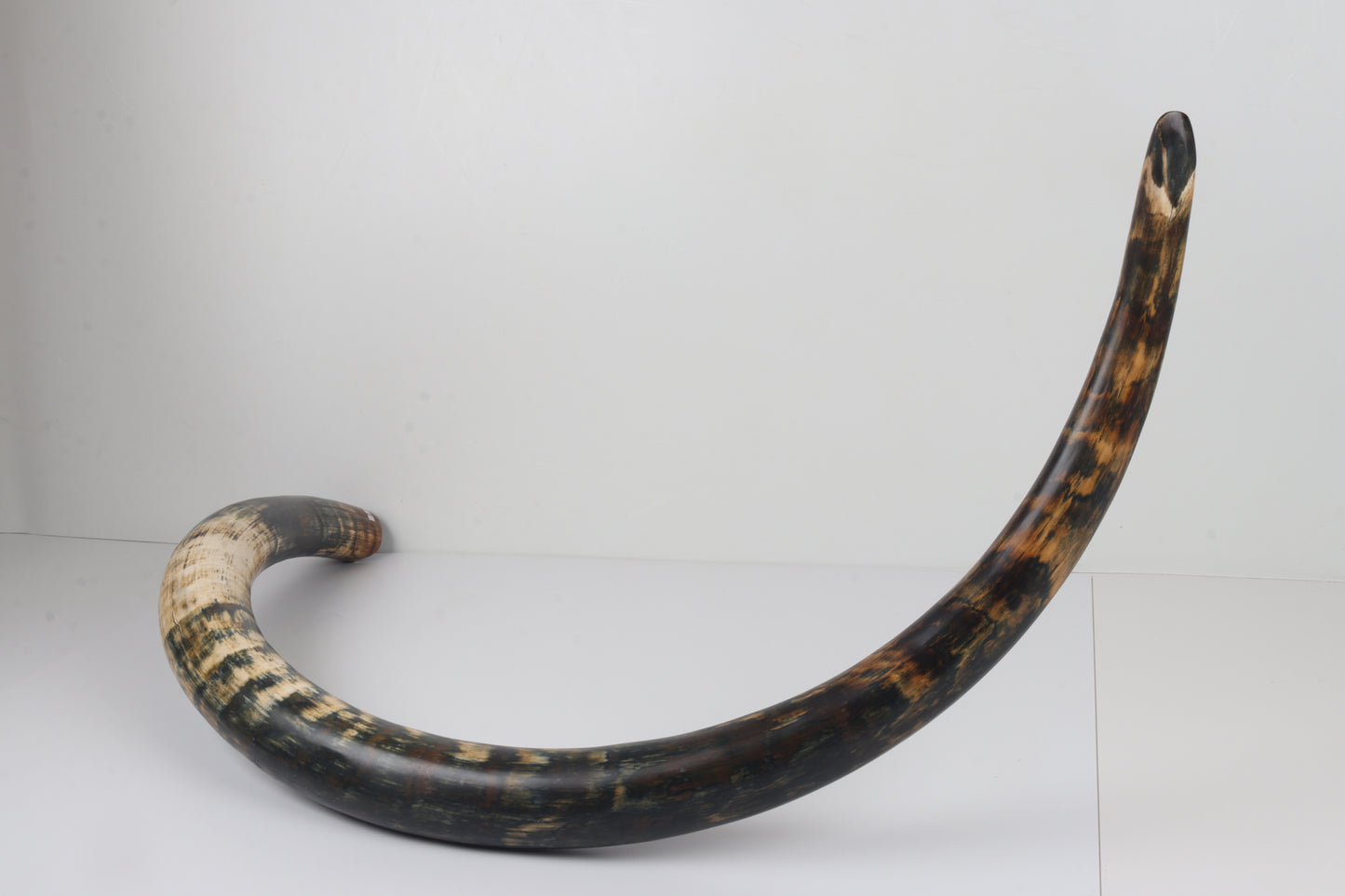 Restored Siberian Woolly Mammoth Tusk