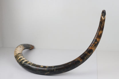 Restored Siberian Woolly Mammoth Tusk