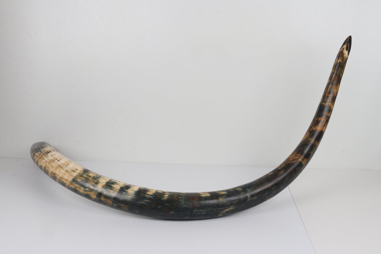 Restored Siberian Woolly Mammoth Tusk