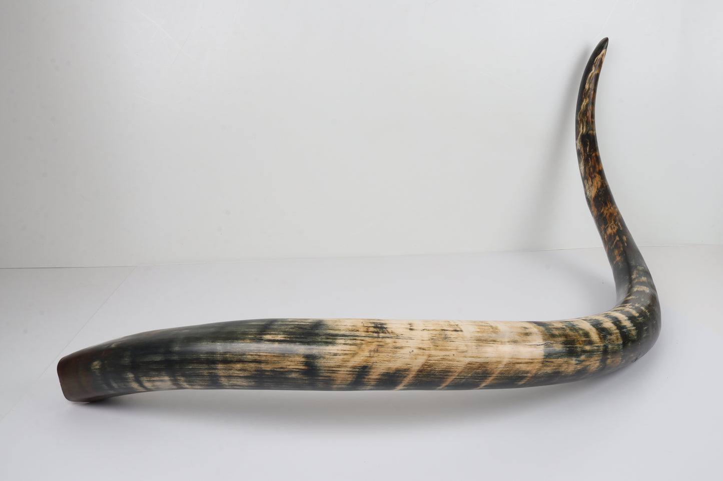 Restored Siberian Woolly Mammoth Tusk