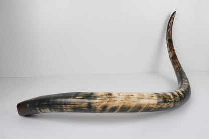 Restored Siberian Woolly Mammoth Tusk