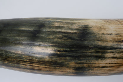 Restored Siberian Woolly Mammoth Tusk