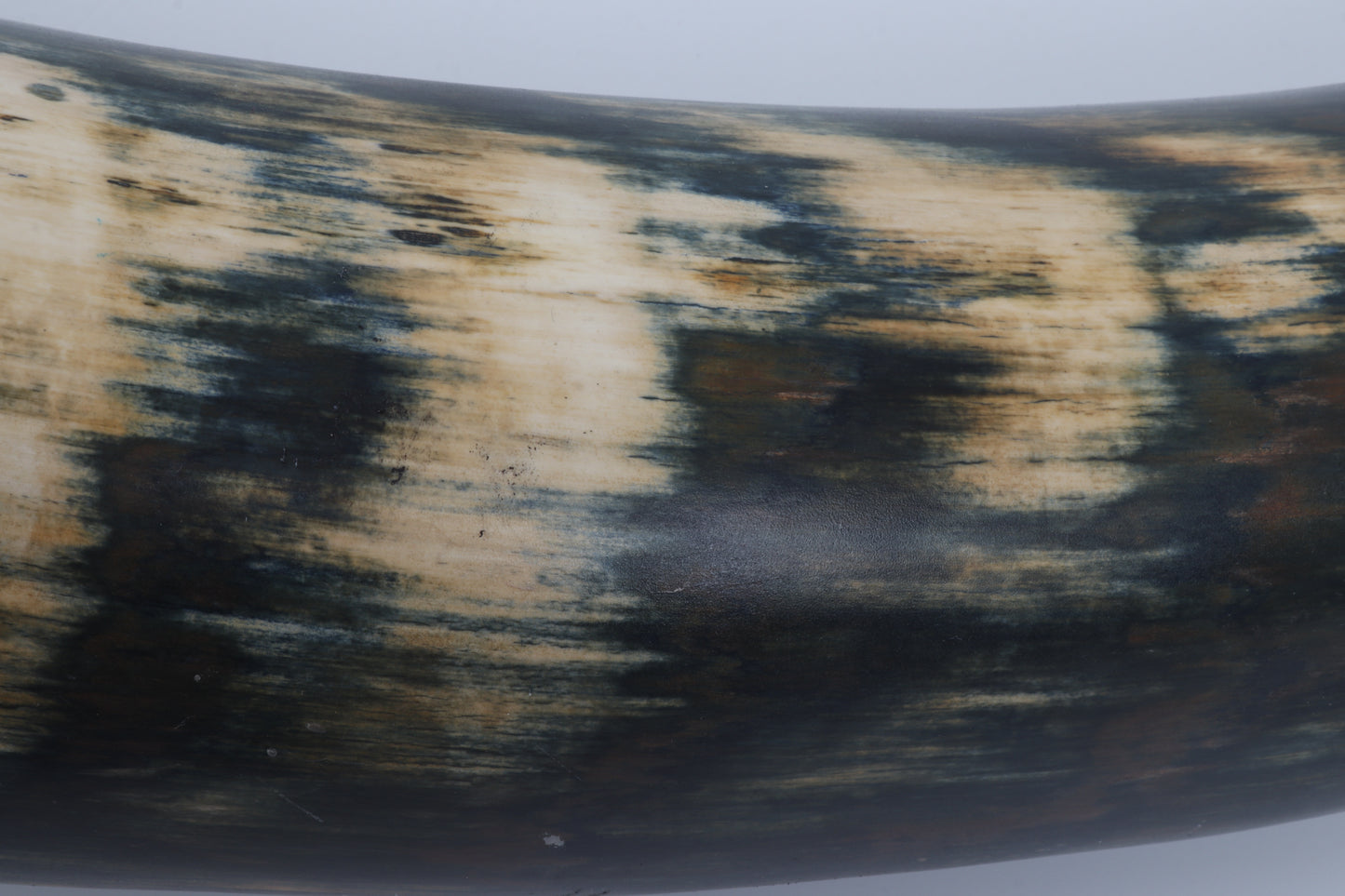 Restored Siberian Woolly Mammoth Tusk