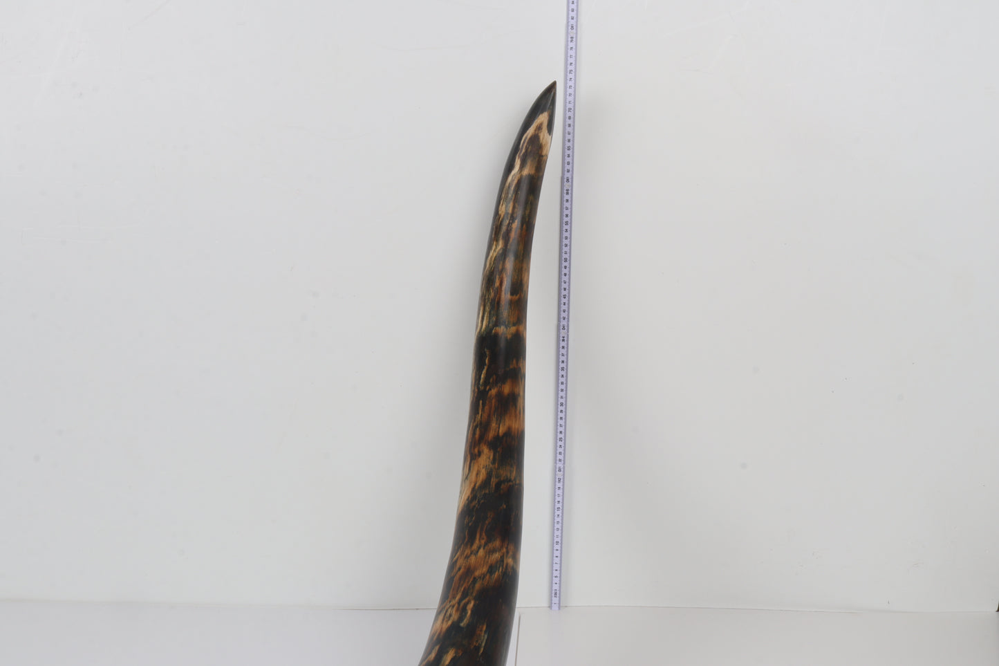 Restored Siberian Woolly Mammoth Tusk