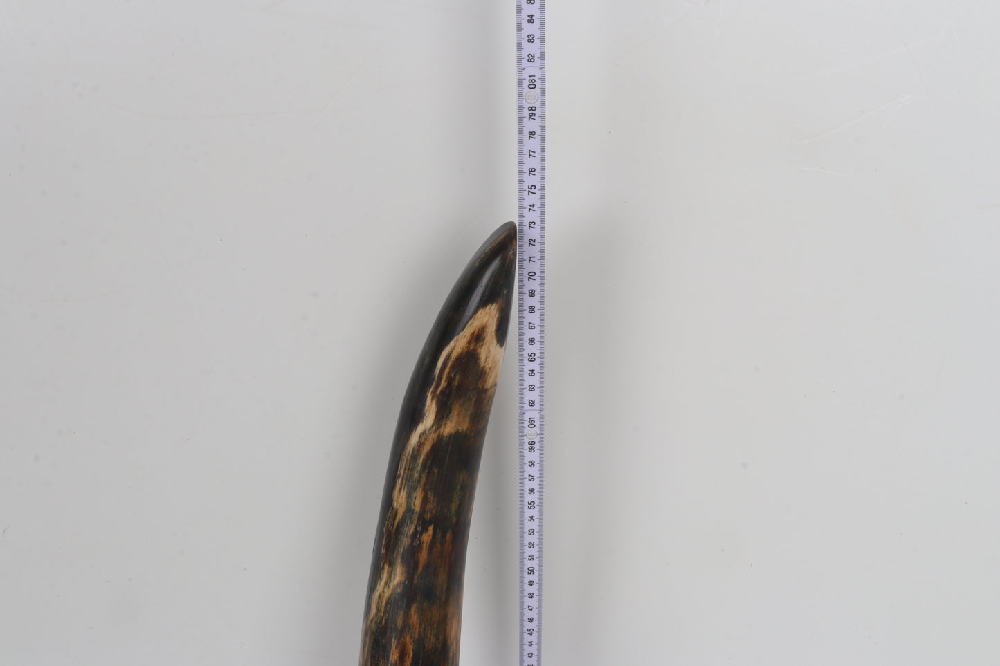 Restored Siberian Woolly Mammoth Tusk