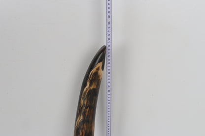 Restored Siberian Woolly Mammoth Tusk