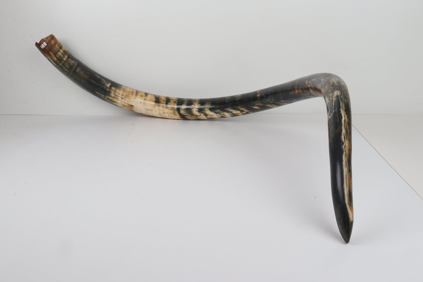 Restored Siberian Woolly Mammoth Tusk