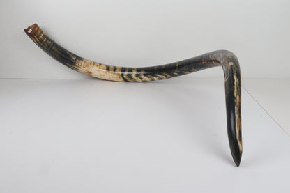 Restored Siberian Woolly Mammoth Tusk