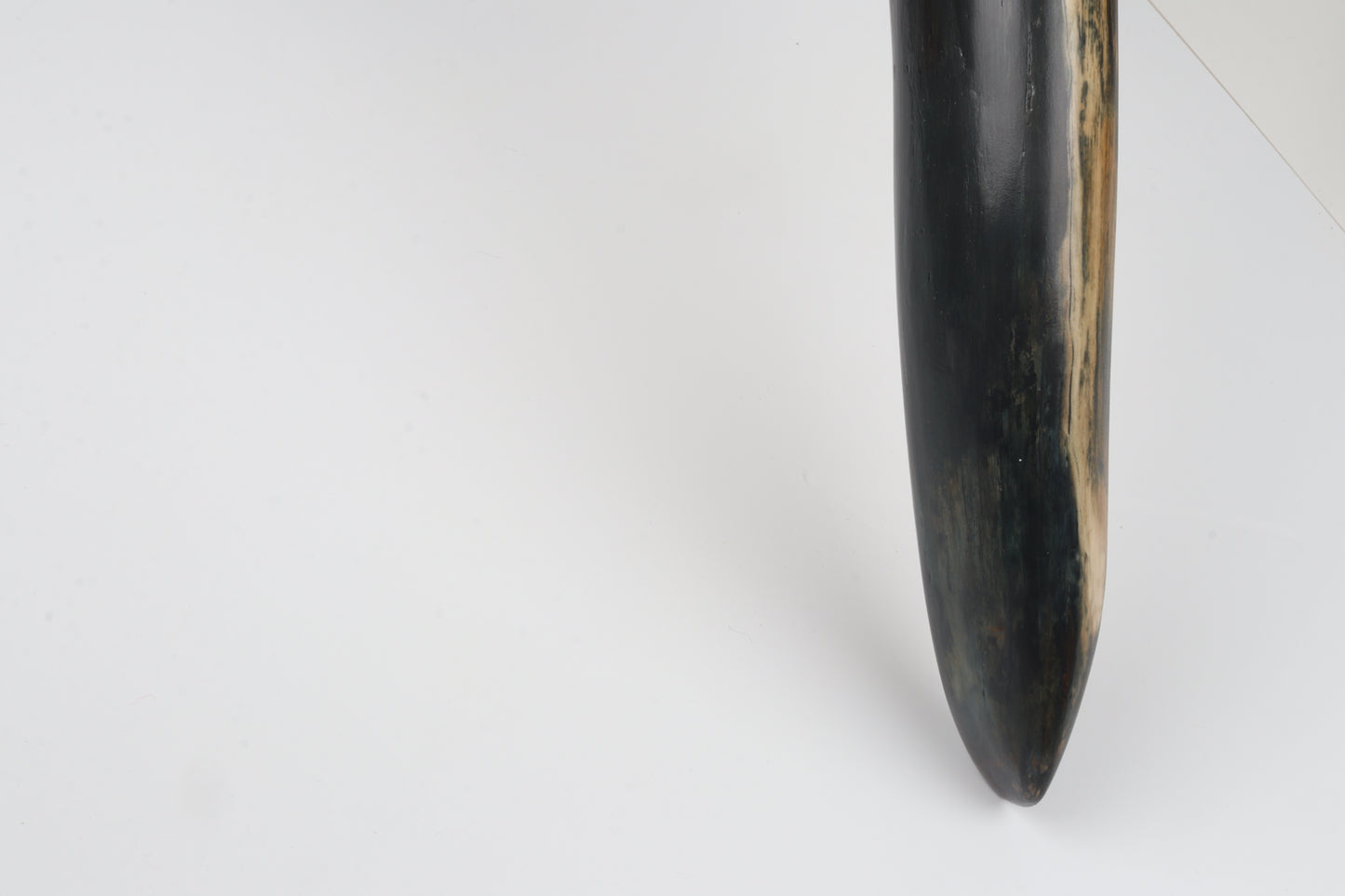 Restored Siberian Woolly Mammoth Tusk