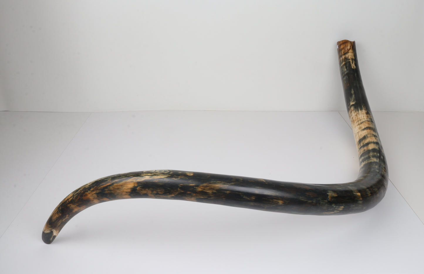 Restored Siberian Woolly Mammoth Tusk