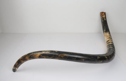 Restored Siberian Woolly Mammoth Tusk
