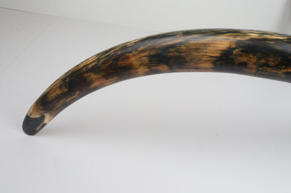 Restored Siberian Woolly Mammoth Tusk