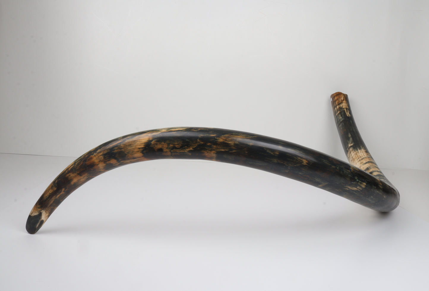 Restored Siberian Woolly Mammoth Tusk