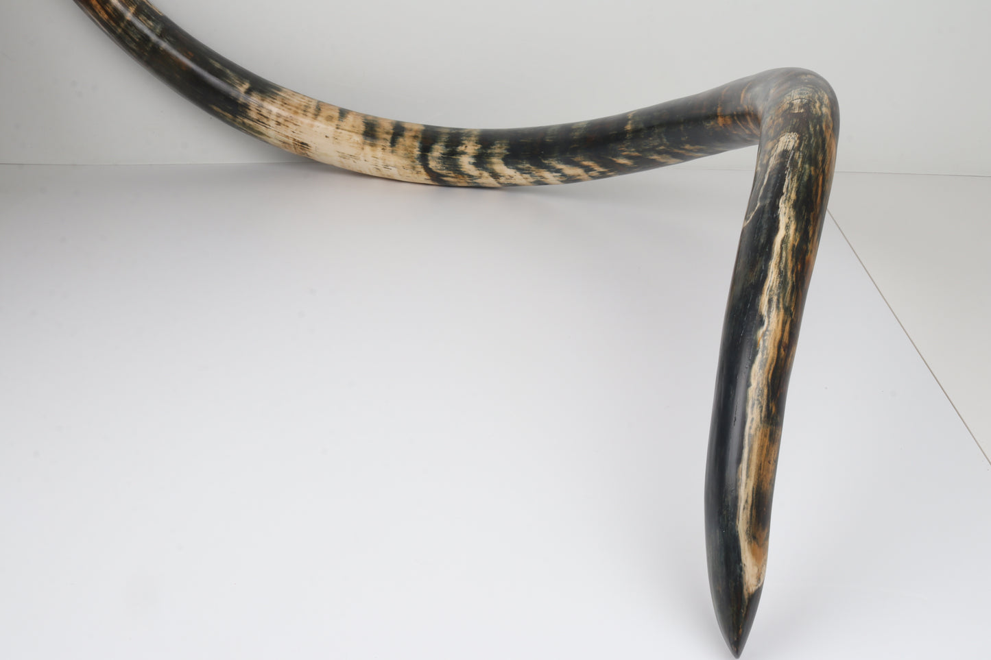 Restored Siberian Woolly Mammoth Tusk