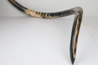 Restored Siberian Woolly Mammoth Tusk