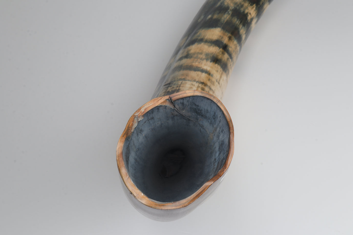 Restored Siberian Woolly Mammoth Tusk
