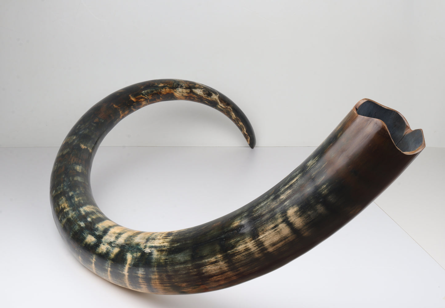 Restored Siberian Woolly Mammoth Tusk
