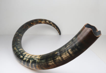 Restored Siberian Woolly Mammoth Tusk