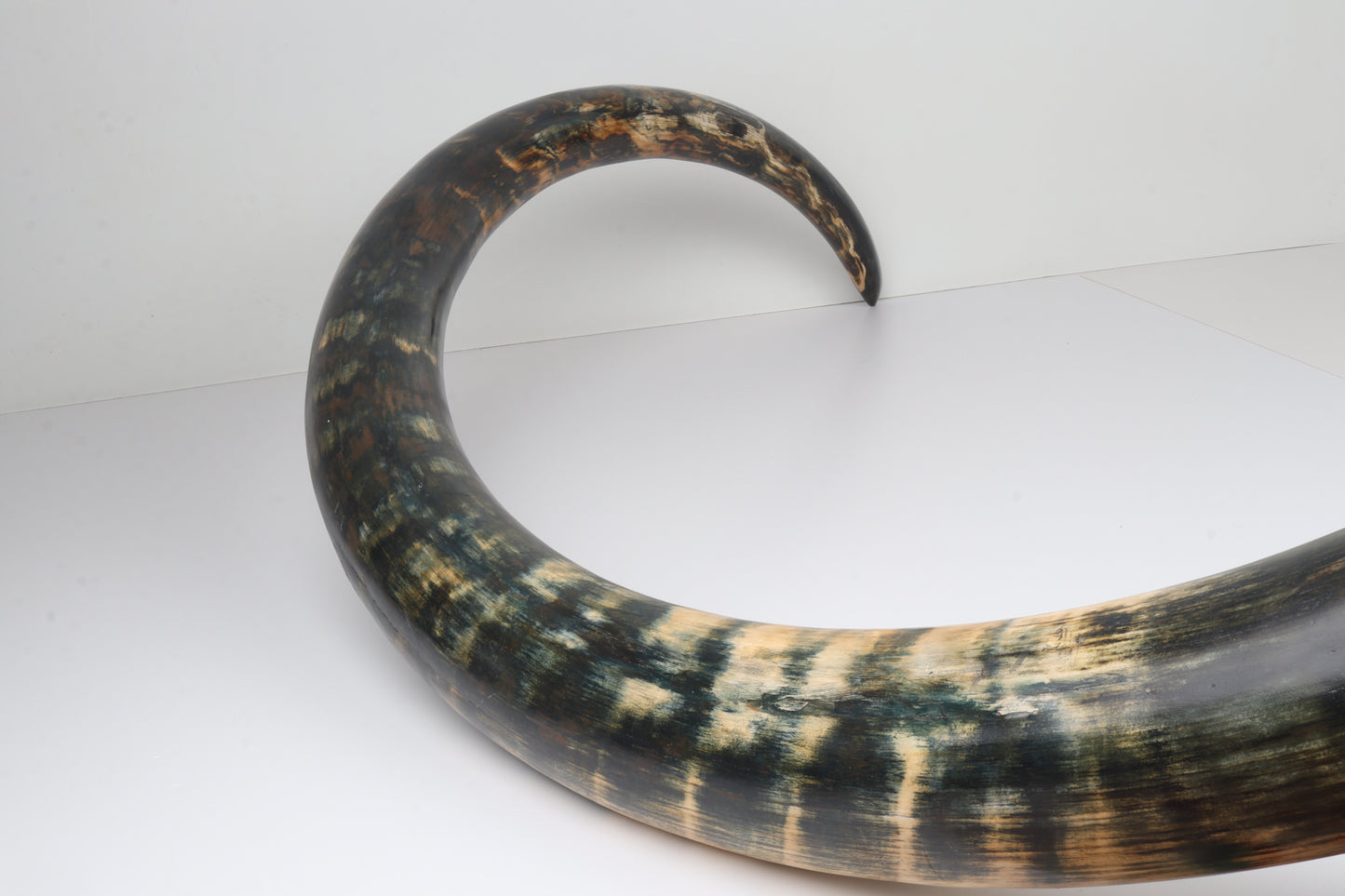 Restored Siberian Woolly Mammoth Tusk