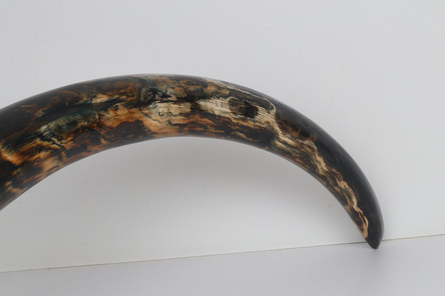 Restored Siberian Woolly Mammoth Tusk