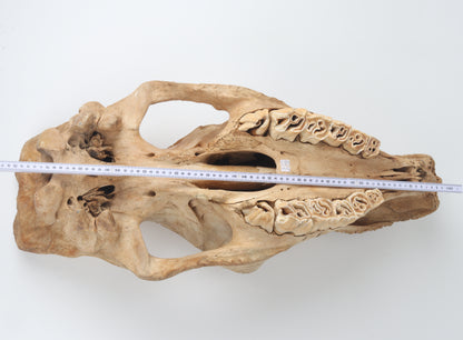 Natural woolly rhinoceros skull