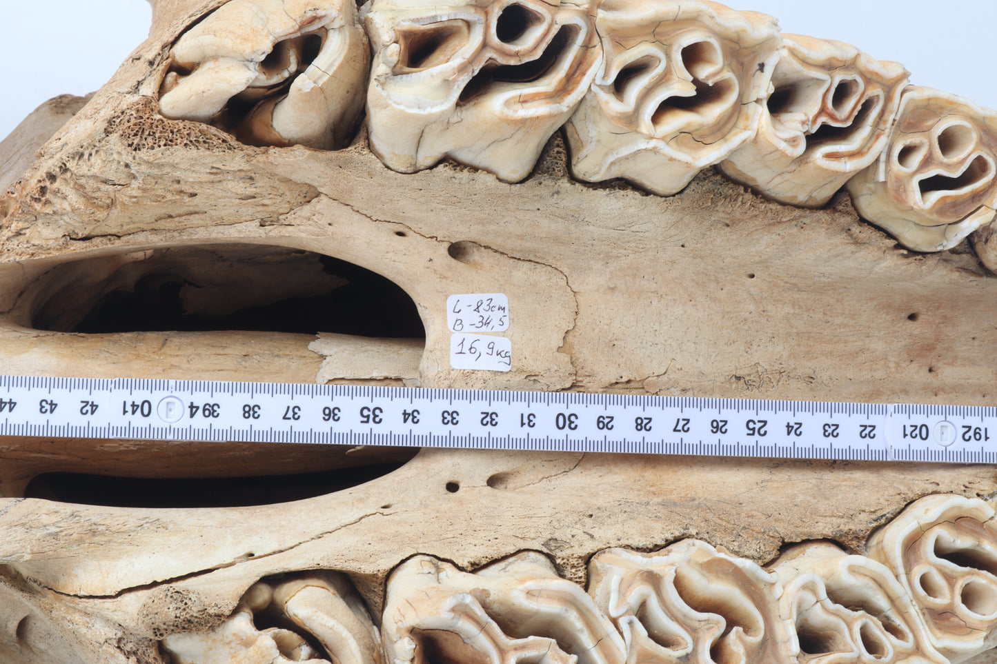 Natural woolly rhinoceros skull