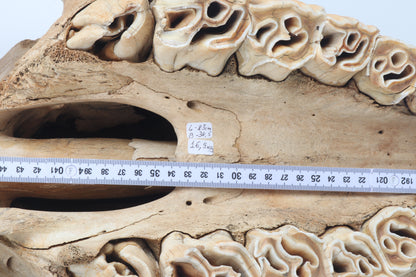 Natural woolly rhinoceros skull