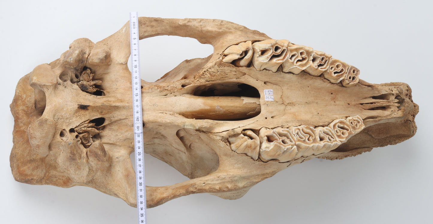 Natural woolly rhinoceros skull
