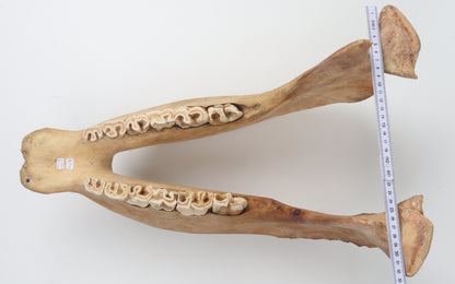 Natural woolly rhinoceros skull