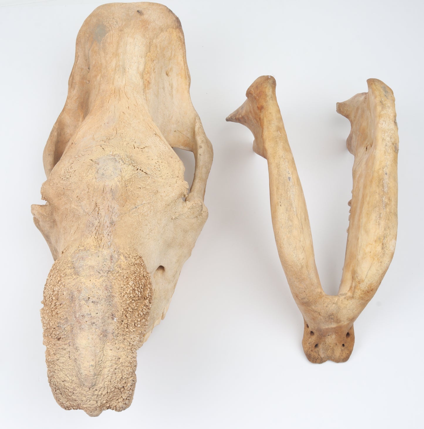 Natural woolly rhinoceros skull